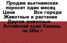 Продам вьетнамских поросят,один месяц › Цена ­ 3 000 - Все города Животные и растения » Другие животные   . Алтайский край,Камень-на-Оби г.